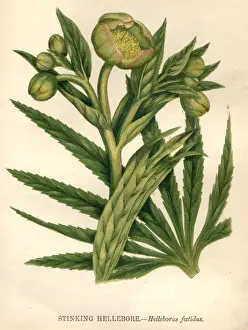 Stinking Hellebore