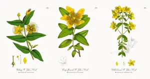 Stinking St. Johnas Wort, Hypericum hircinum, Victorian Botanical Illustration, 1863