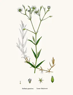 Stitchwort plant