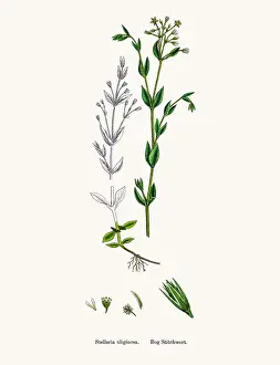 Chickweed Prints: Stitchwort plant