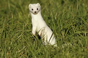 Images Dated 29th December 2012: Stoat, Ermine or Short-tailed weasel -Mustela erminea-, winter fur, Allgau, Bavaria, Germany