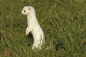 Bayern Prints: Stoat, Ermine or Short-tailed weasel -Mustela erminea