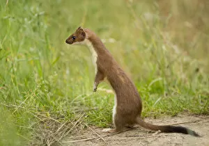 Animals In Captivity Collection: Stoat -Mustela erminea- in summer coat, captive, Lower Saxony, Germany