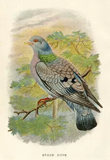 Bird Lithographs Gallery: Stock dove birds from Great Britain 1897