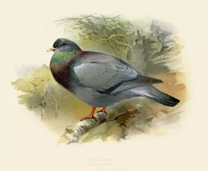 Images Dated 25th July 2016: Stock dove illustration 1900