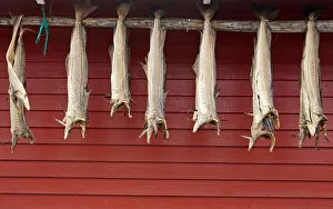 Scandinavia Collection: Stockfish