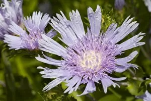 Images Dated 2nd July 2014: Stokes Aster -Stokesia laevis-