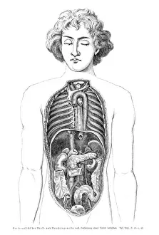 Stomach Prints: Stomach organs anatomy engraving 1857