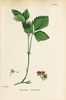 Images Dated 21st September 2017: Stone Bramble, Rubus saxatilis, Victorian Botanical Illustration, 1863