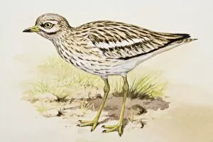 Images Dated 28th June 2007: Stone curlew (Burhinus oedicnemus), standing, side view