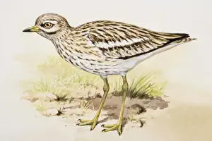 Stone curlew (Burhinus oedicnemus), standing, side view