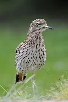Images Dated 21st May 2011: Stone Curlew or Eurasian Stone-curlew -Burhinus oedicnemus-