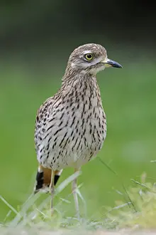 Stone Curlew or Eurasian Stone-curlew -Burhinus oedicnemus-