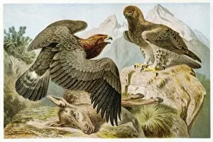 Images Dated 27th February 2017: Stone eagle engraving 1892