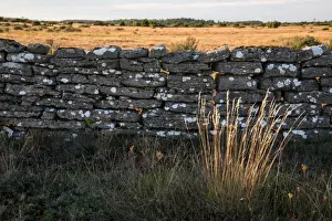 Oland Prints: Stone wall on A-land