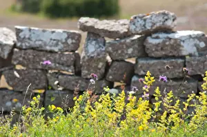 Oland Prints: Stone wall on A-land