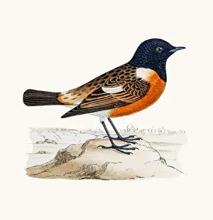 Stonechat bird