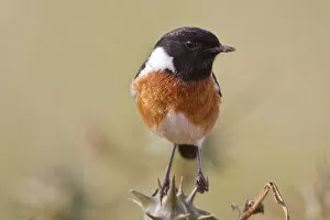 Images Dated 28th May 2011: Stonechat -Saxicola rubicola- at Addo Elephant Park, South Africa