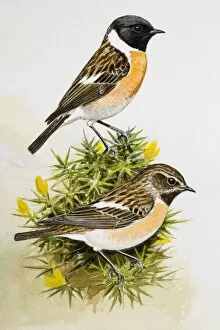 Images Dated 29th June 2007: Stonechat (Saxicola rubicola), two birds sitting among flowers, side view