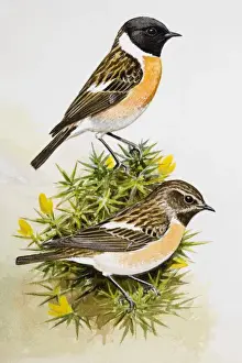 Colour Background Prints: Stonechat (Saxicola rubicola), two birds sitting among flowers, side view