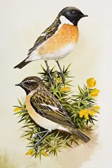 Stonechat (Saxicola rubicola), two birds sitting among flowers, side view