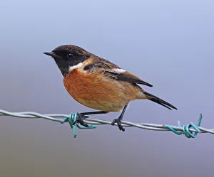 Images Dated 23rd January 2018: Stonechat [Saxicola torquata]