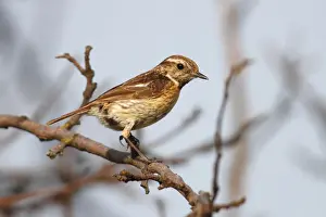 Stonechat -Saxicola torquata-, female sitting on a branch, Apetlon, Lake Neusiedl, Burgenland, Austria, Europe