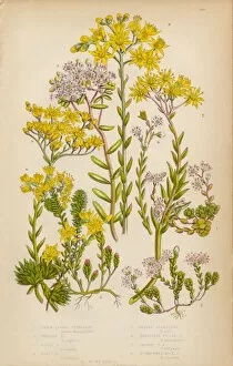 Images Dated 14th August 2015: Stonecrop, English Stonecrop and White Stonecrop, Victorian Botanical Illustration