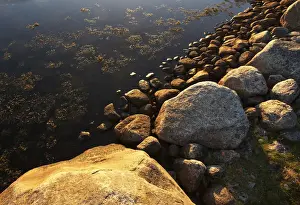 Lofoten Prints: Stones on the coast at Laukvig, AustvAzAagAzA┼¥y, Lofoten, Norway, Scandinavia, Europe
