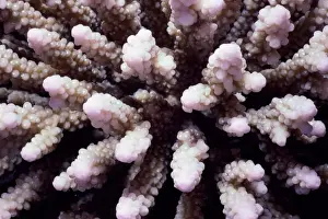 Stony finger coral (Acropora sp. )