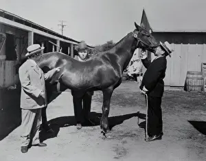 The Three Stooges with a Horse