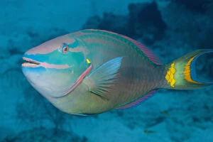 Stoplight Parrotfish swimming over coral reef