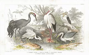 Stork, Cranes and Heron old litho print from 1852