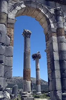 Images Dated 15th May 2007: Stork nest volubilis ruins