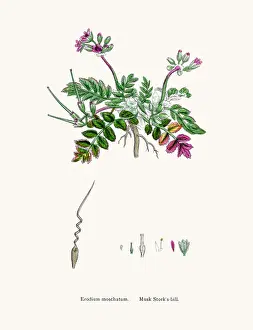 Herbal Medici Prints: Storksbills plant