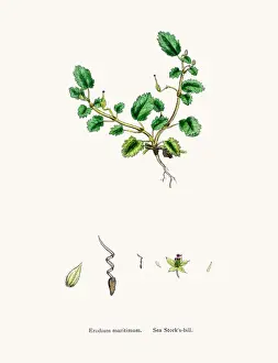 Herbal Medici Prints: Storksbills plant