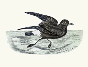 Images Dated 10th June 2016: Storm petrel