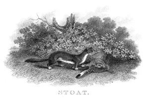 Stout engraving 1812