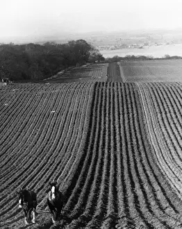 Prints of April 1936: Early spring ploughing with a team of horses on a West Lothian farm, near South Queensferry Timeless Treasures: Iconic Black and White Prints from the Fox Photo Library: Straight Furrows