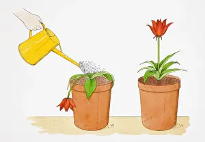 Houseplant Prints: Straight-stemmed red flower growing in terracotta pot