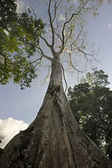 Images Dated 8th January 2011: Strangler Fig -Ficus virens-, Ta Prohm Temple, Cambodia, Southeast Asia, Asia