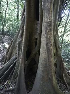 Strangler Fig -Ficus- wrapped around a host tree, tropical rain forest, Las Pailas, Ricon de la Vieja National Park