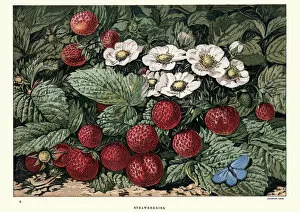 Images Dated 20th May 2017: Strawberries