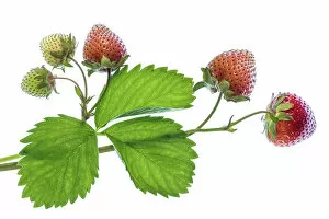 Captivating Floral Photography by Mandy Disher Collection: Strawberries