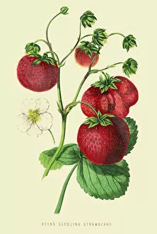 Images Dated 13th July 2016: Strawberries illustration 1874