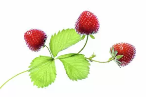 Images Dated 17th June 2017: Strawberry