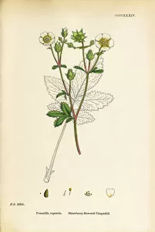 Images Dated 20th September 2017: Strawberry-flowered Cinquefoil, Potentilla rupestris, Victorian Botanical Illustration, 1863