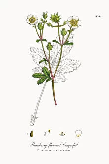 Images Dated 23rd October 2017: Strawberry-flowered Cinquefoil, Potentilla rupestris, Victorian Botanical Illustration, 1863