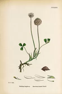 Images Dated 12th June 2017: Strawberry-headed Trefoil, Trifolium fragiferum, Victorian Botanical Illustration, 1863