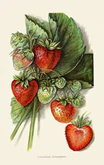Images Dated 7th June 2018: Strawberry illustration 1892